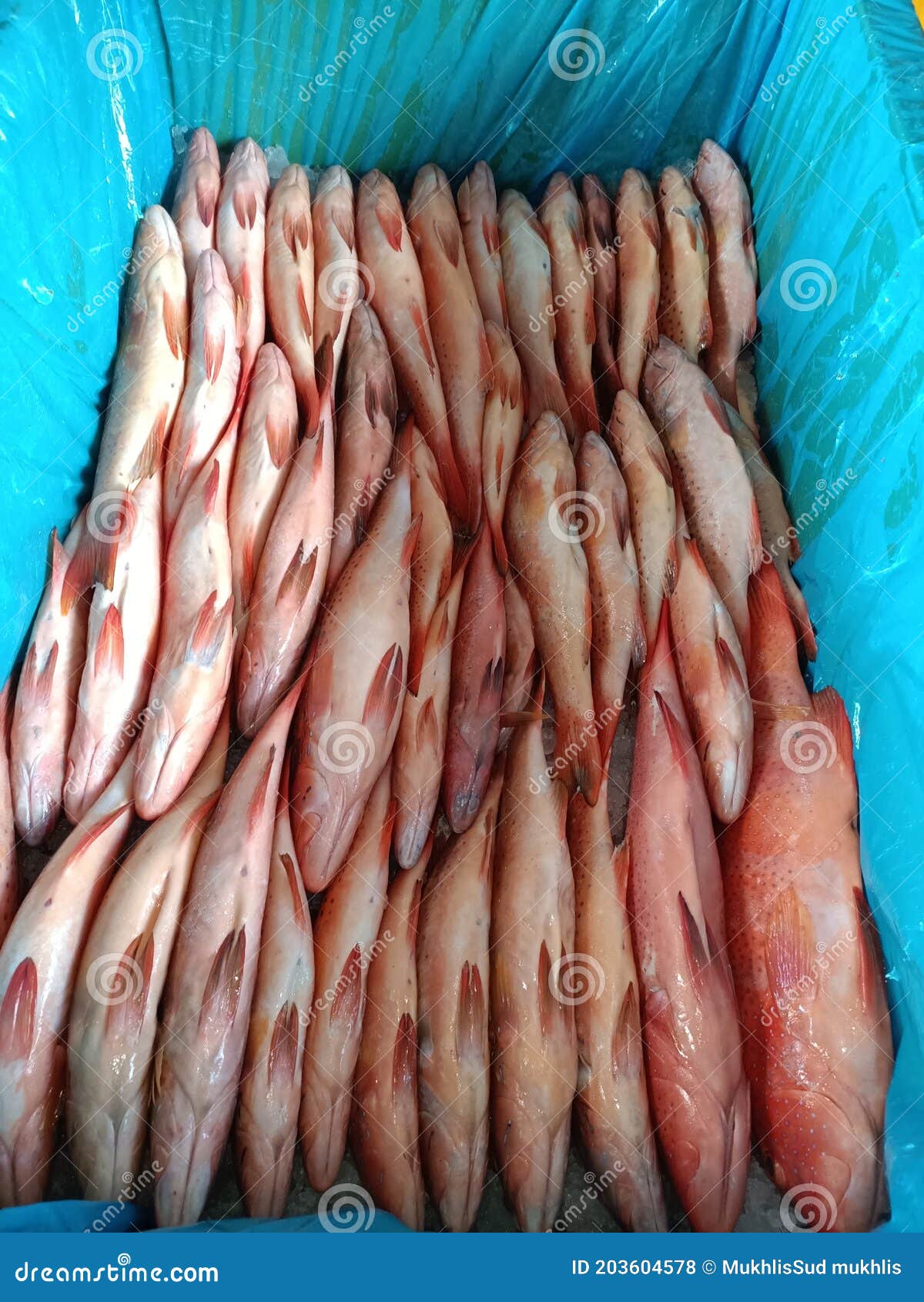 Red Fish Underwater Seafood Stock Photo Image of fish, seafood 203604578