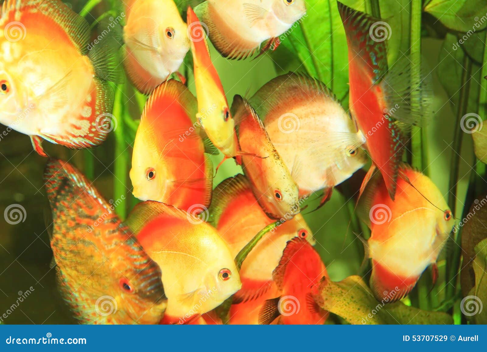 Red fishes stock image. Image of asia, aquarium, world - 53707529