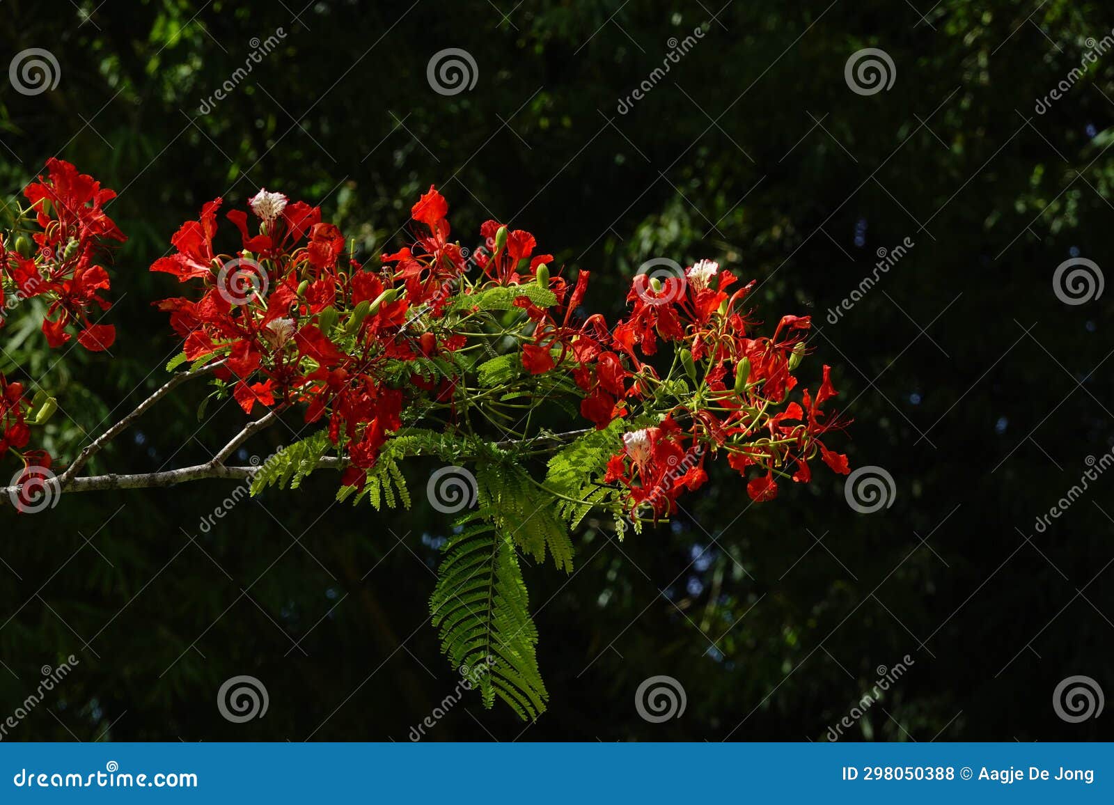 Red Flamboyant Flower in Tree in Grande Riviere Village in Trinidad and ...