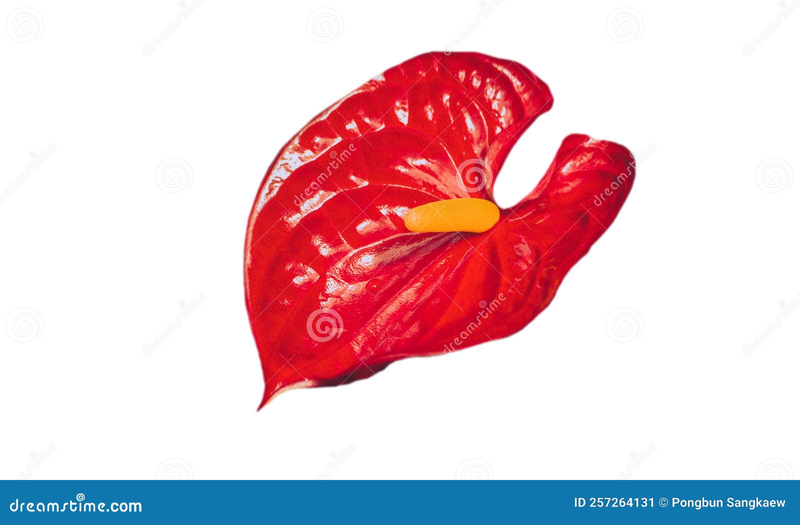 Red Flamingo Flower Isolate on White Stock Image Image of fresh
