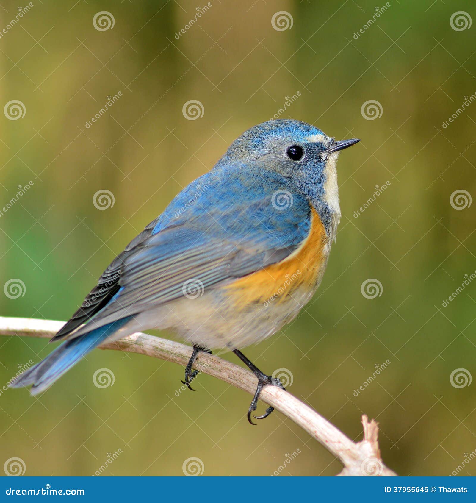 Details : Red-flanked Bluetail - BirdGuides