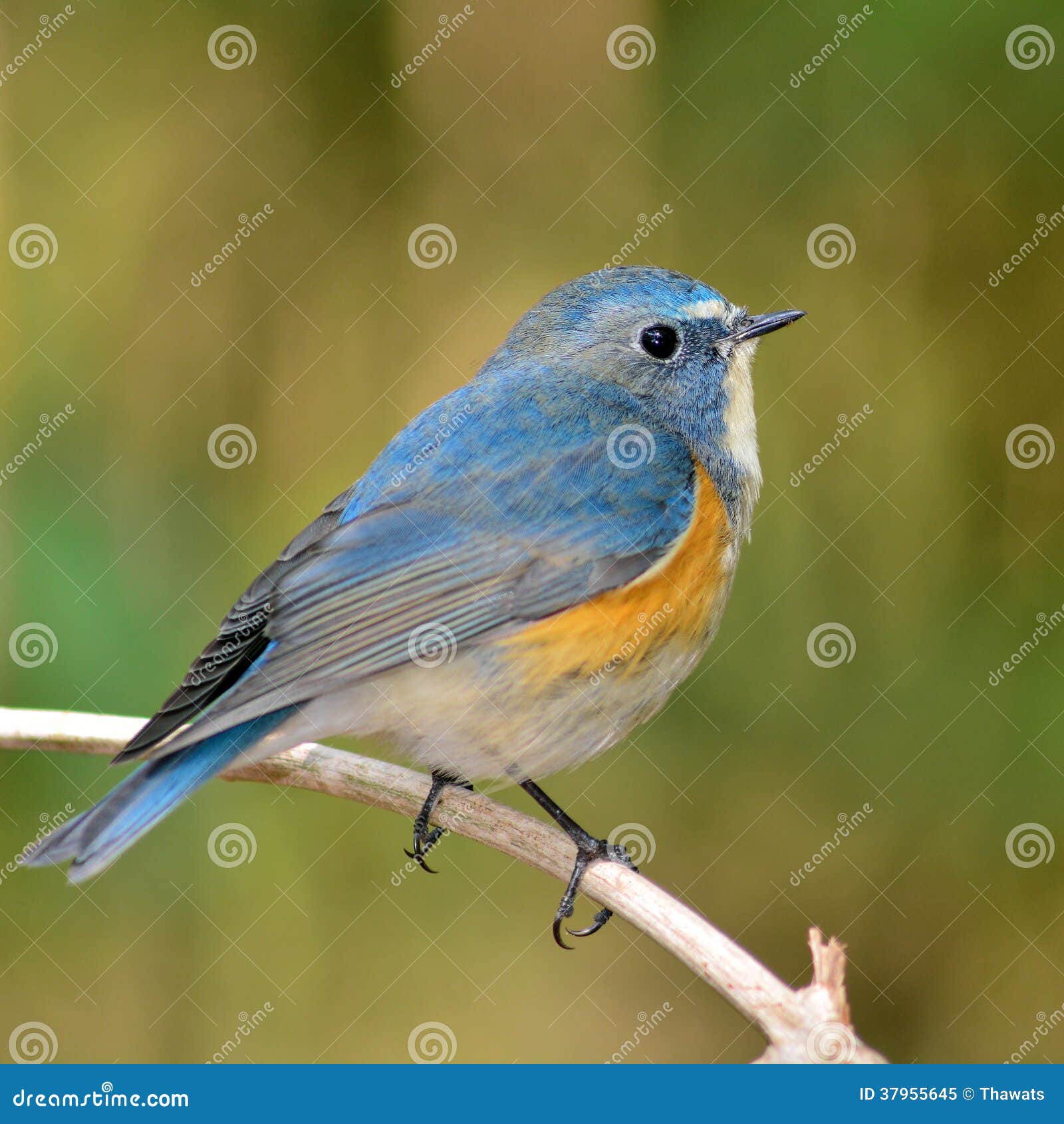 Red-flanked Bluetail - Tarsiger cyanurus - Birds of the World