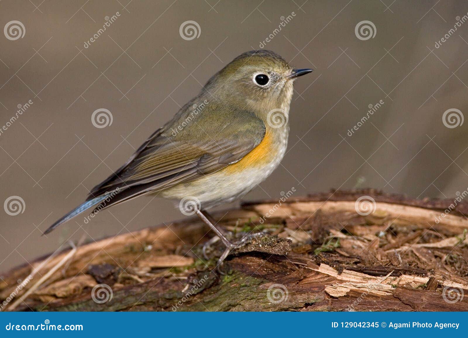 Red-flanked bluetail, Red-flanked bluetail (Tarsiger cyanur…