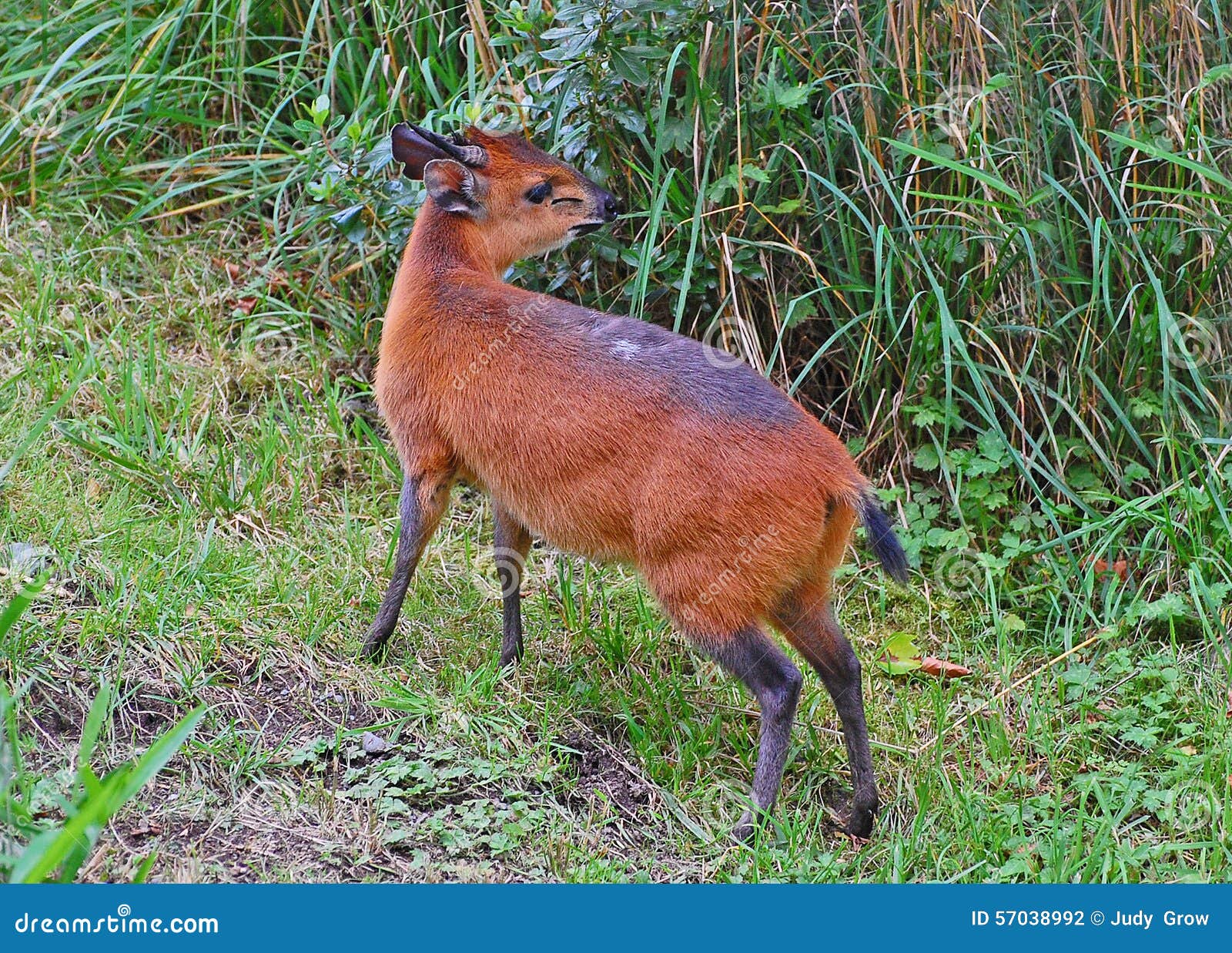 red-flanked duiker, a tiny antelope