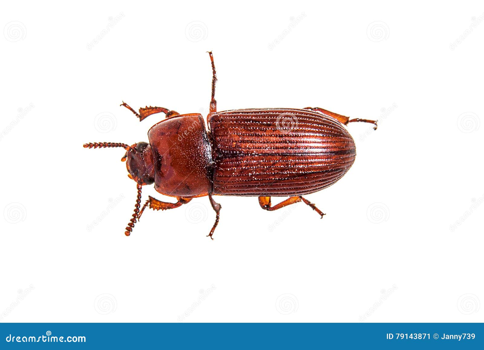 Red flour beetle stock image. Image of exempted, brown 79143871