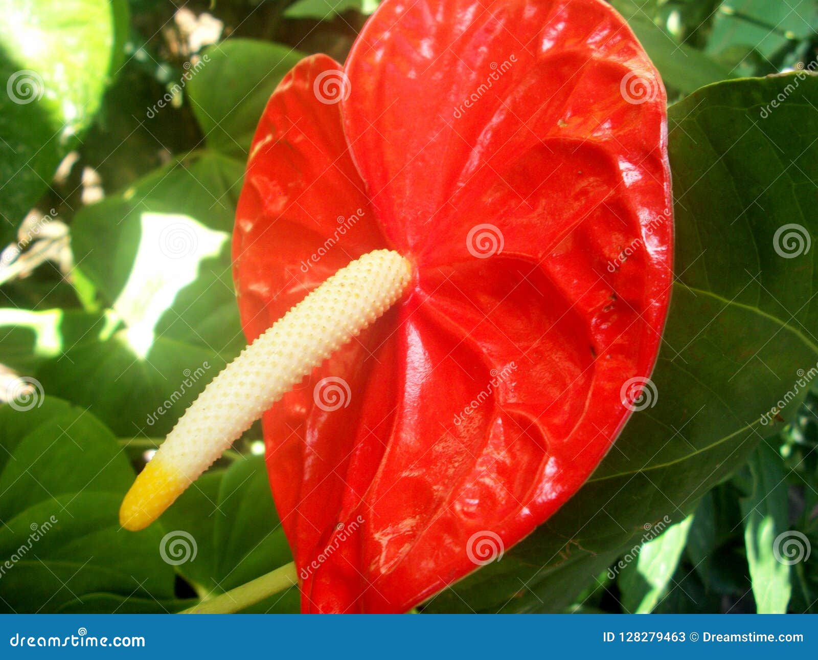 Red Flower Amazing And Full Color Stock Image Image Of Atlantic Espectacular 128279463