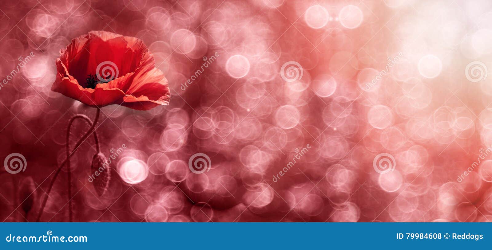 Red flower banner stock photo. Image of idyllic, card 79984608
