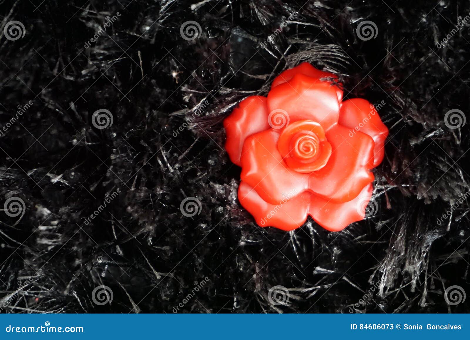 Red Flower on Black Background Stock Image Image of elegance