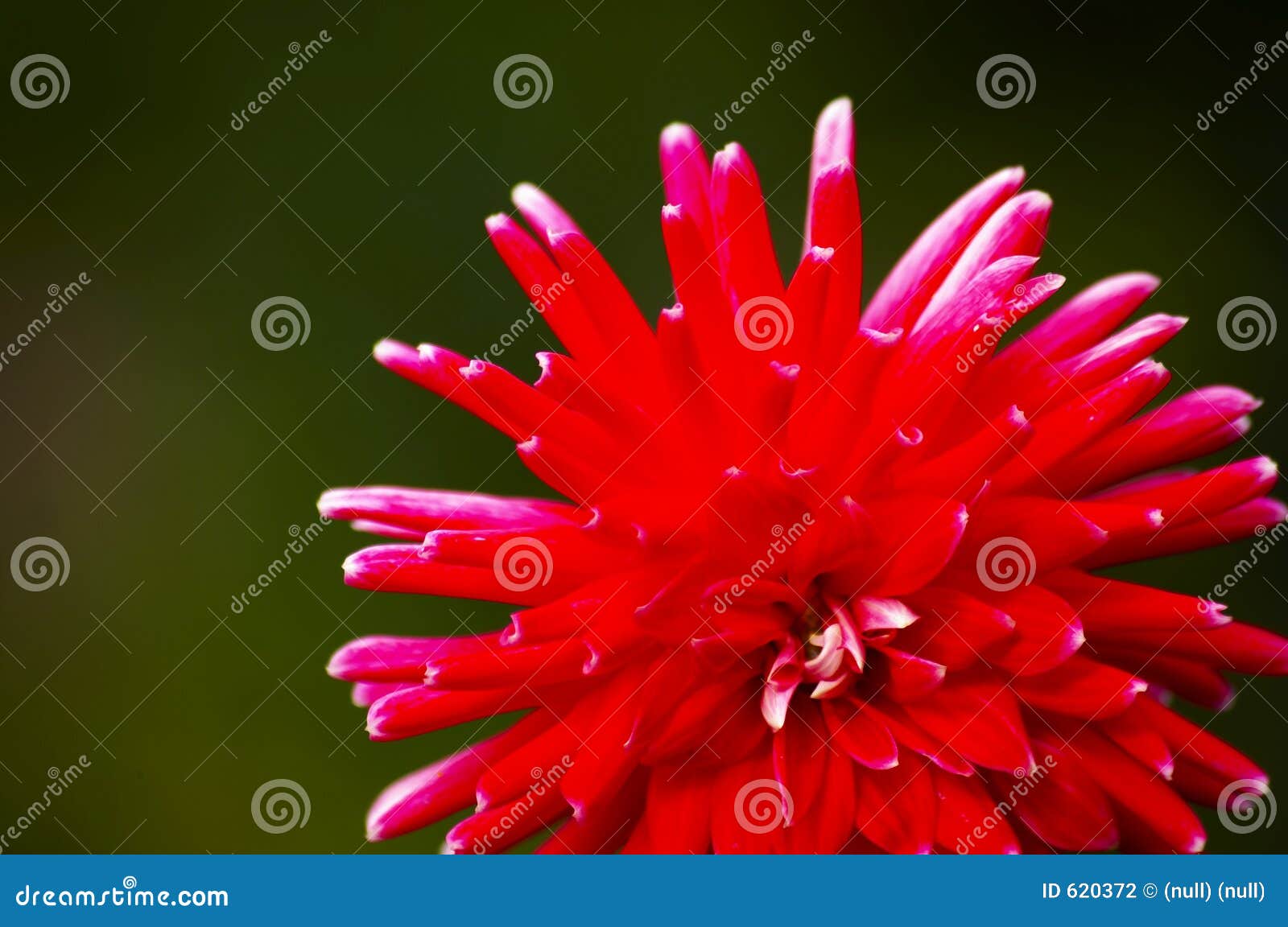Red flower blooming stock photo. Image of bright, point 620372