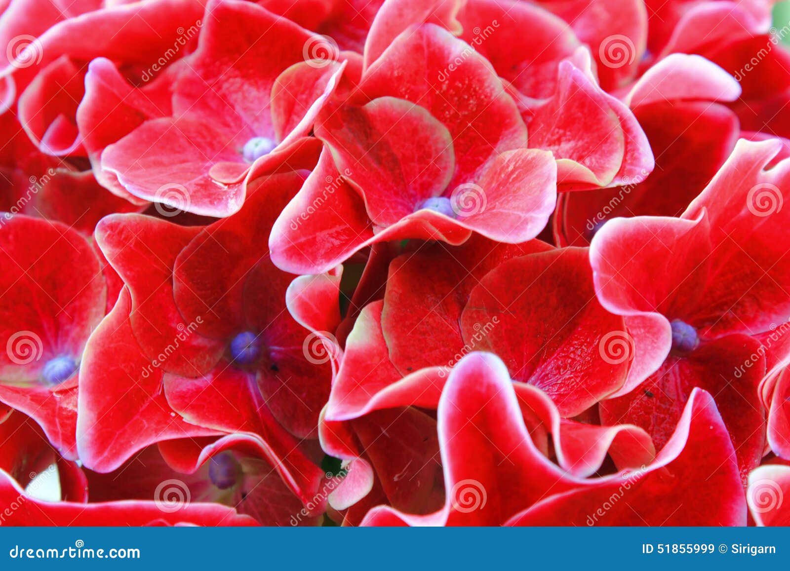 Red flower blooming stock image. Image of plant, marco 51855999