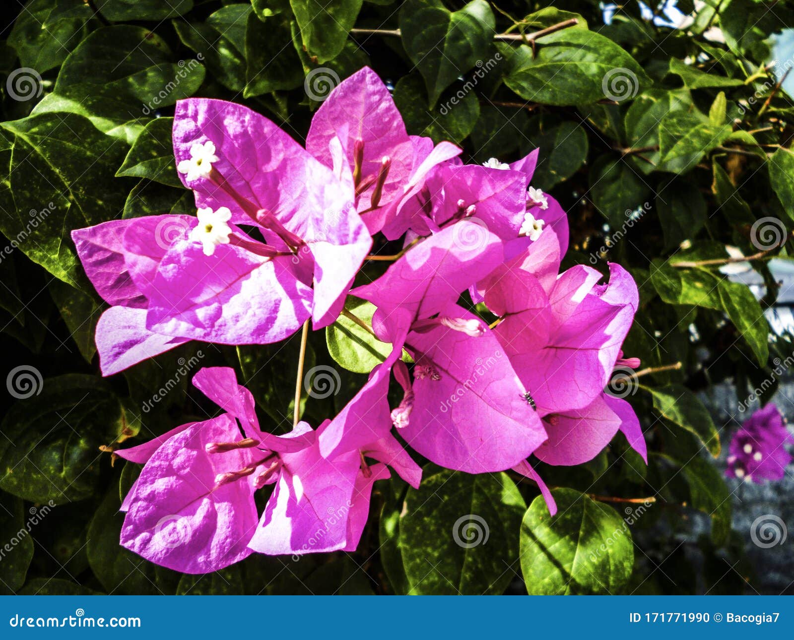 Pink Confetti Blossoms in the Boulevard Stock Photo Image of morning