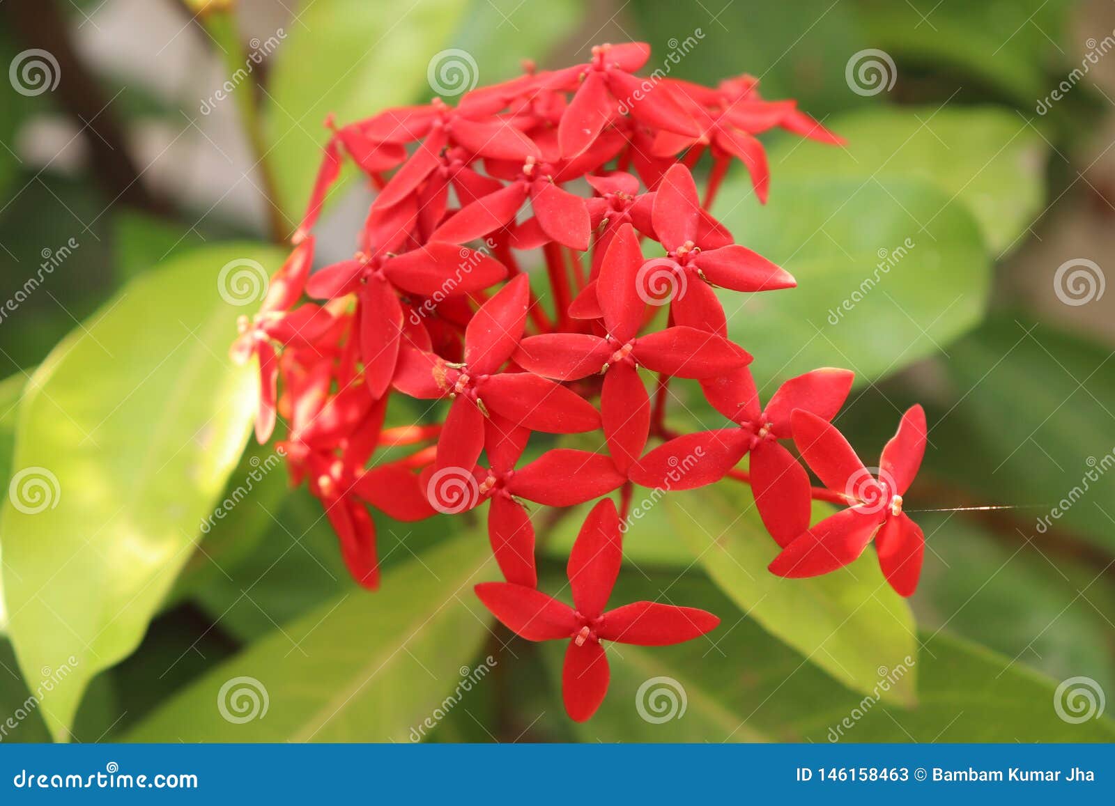 Red Flower with Blurred Background Stock Image Image of garden