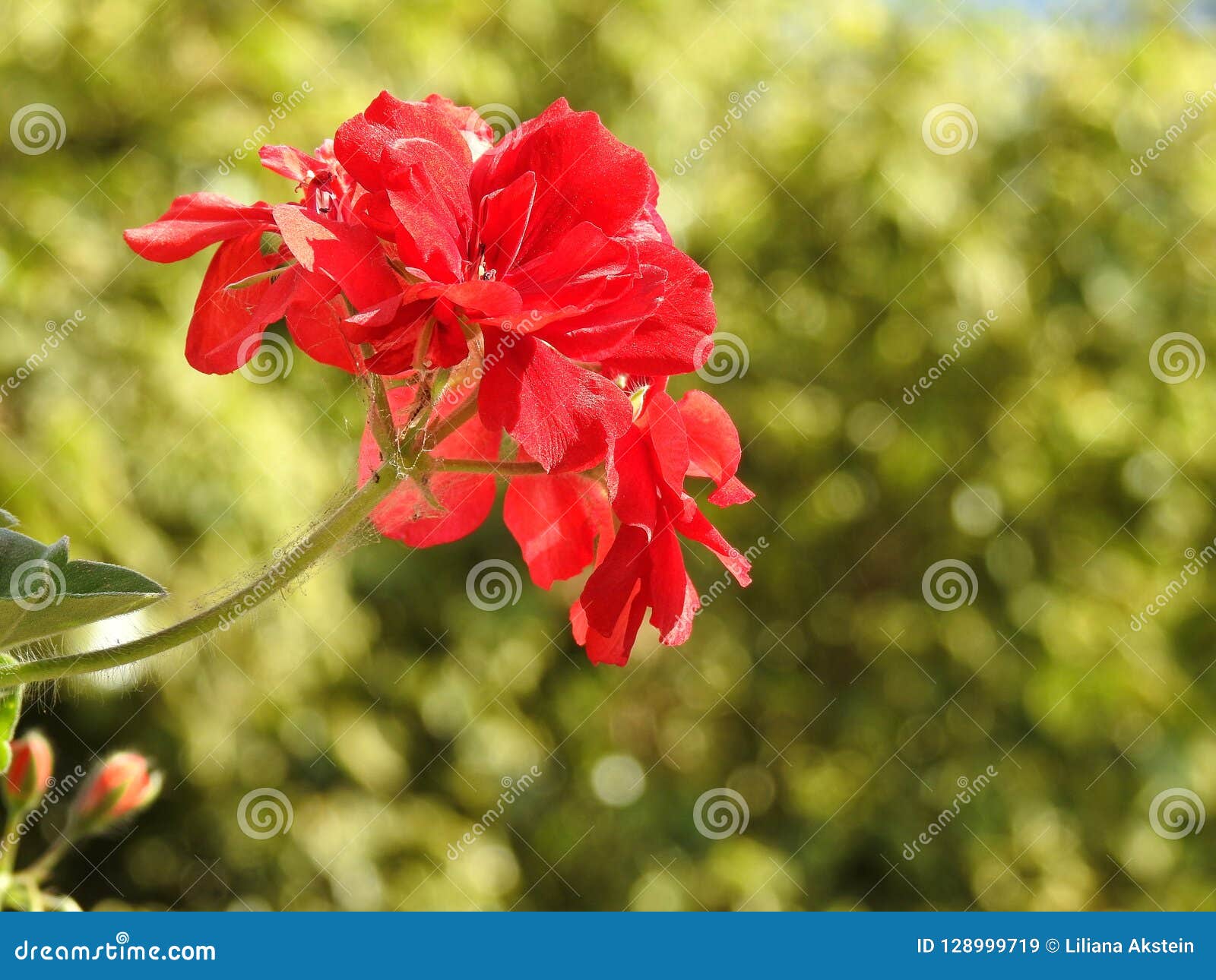 Red Flower on Blurry Green Background Stock Image Image of beauty, light 128999719
