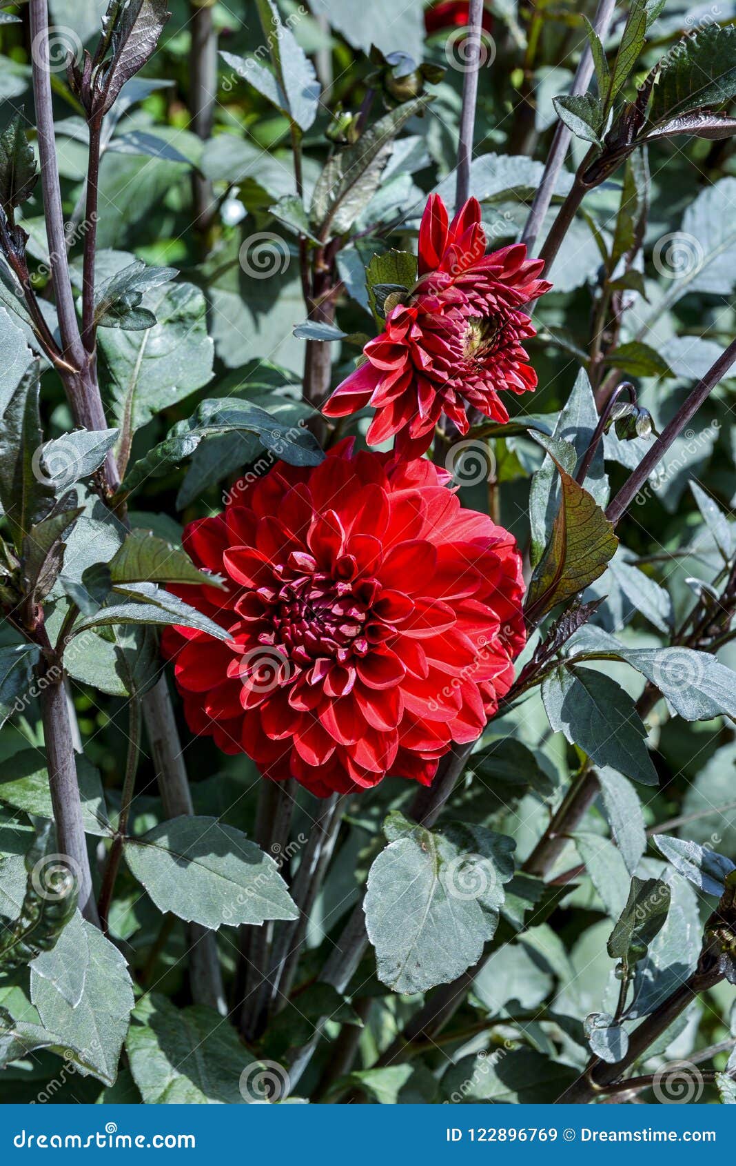 A red flower bush stock image. Image of green, closeup 122896769