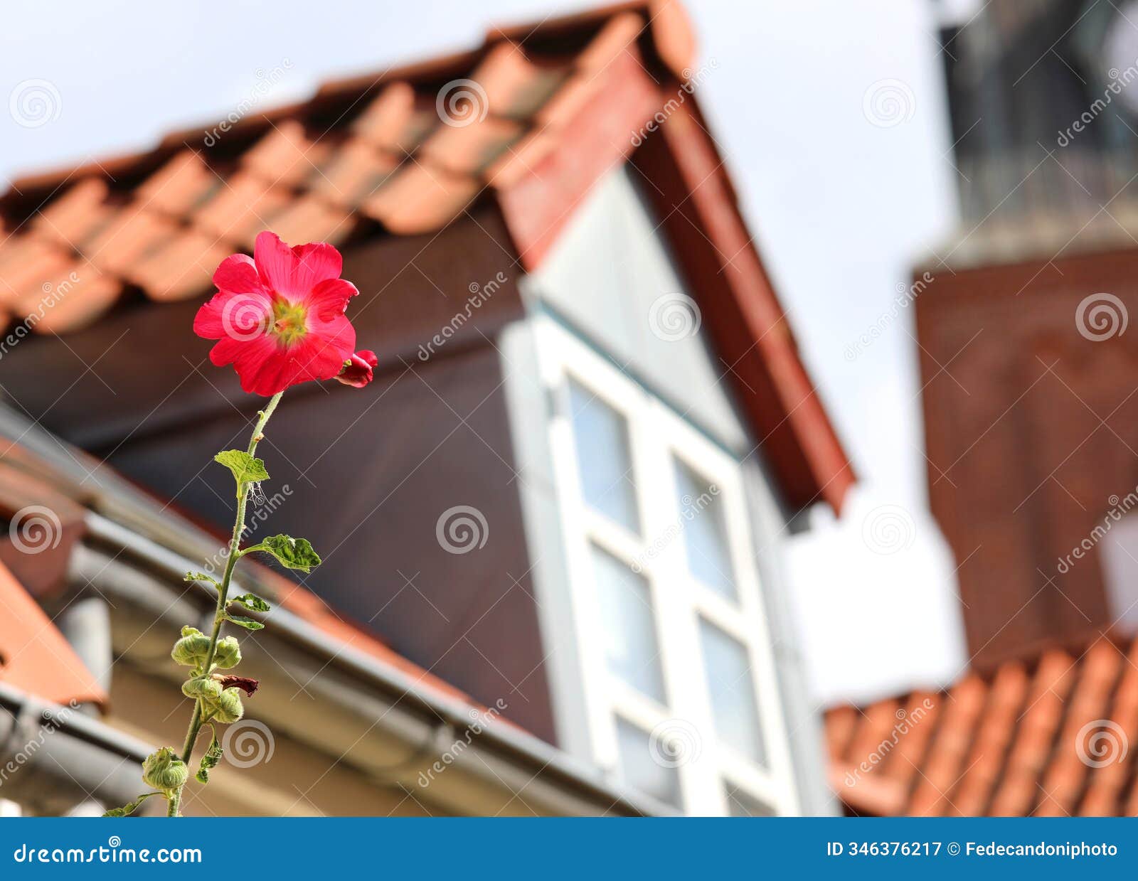 red flower called alcea rosea or common hollyhock in the village