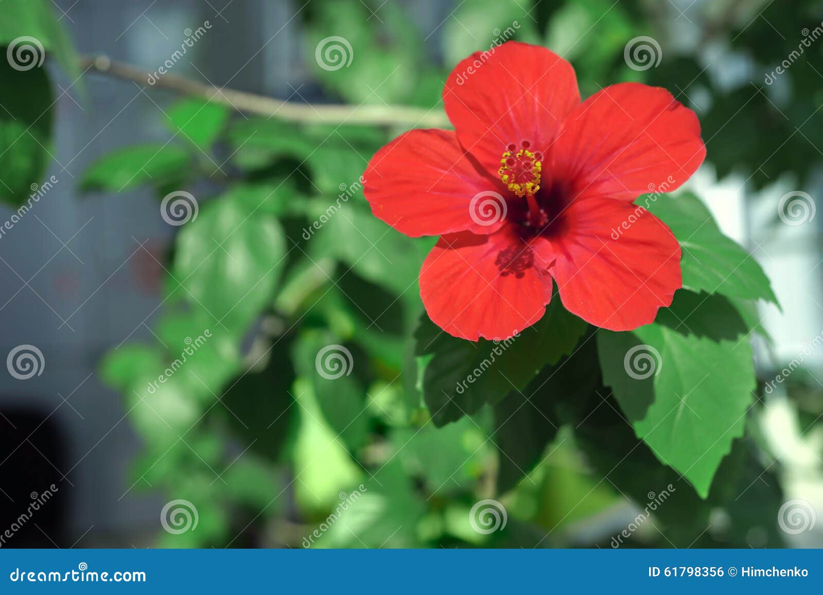 Red Flower Chinese rose stock photo. Image of east, flowers 61798356