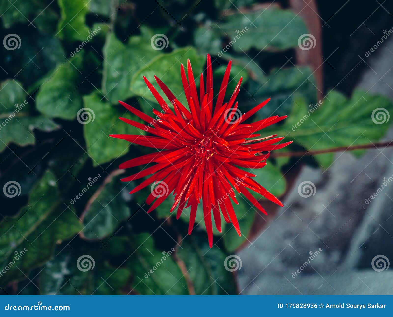 The Red Flower of Desire stock photo. Image of blossom 179828936