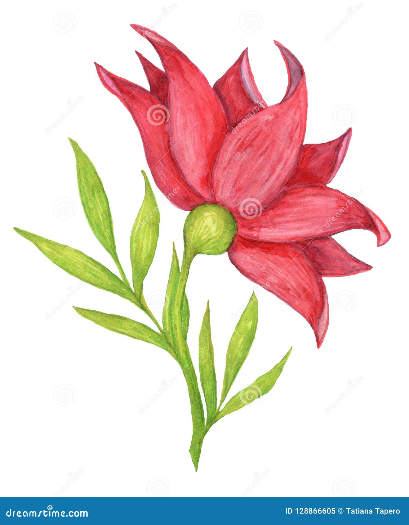 Red Flower Painted On White Background Stock Illustration - Illustration Of Drawn, Painted: 128866605