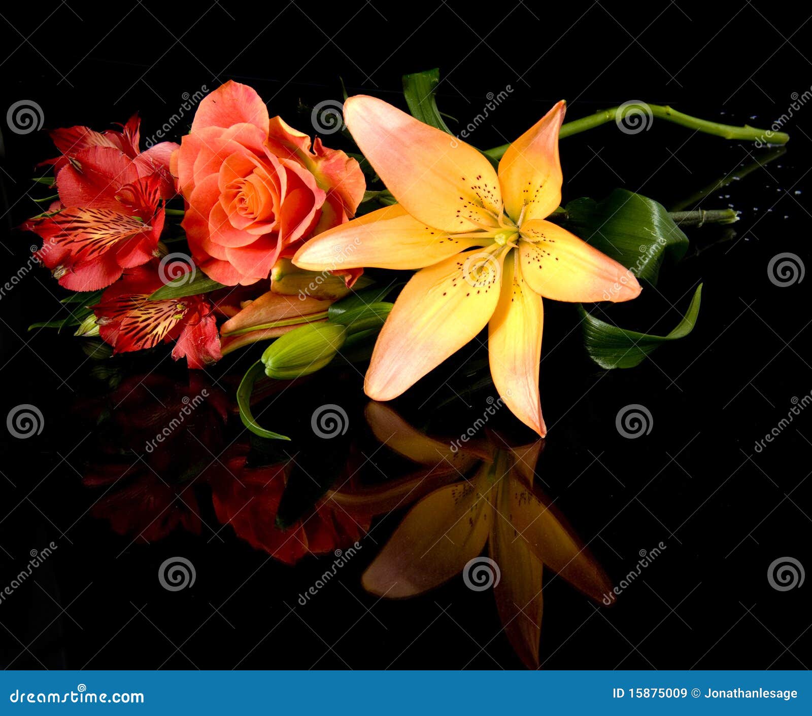 167 Fleur Rouge Photos Free Royalty Free Stock Photos From Dreamstime 167 Fleur Rouge Photos Free Royalty Free Stock Photos From Dreamstime