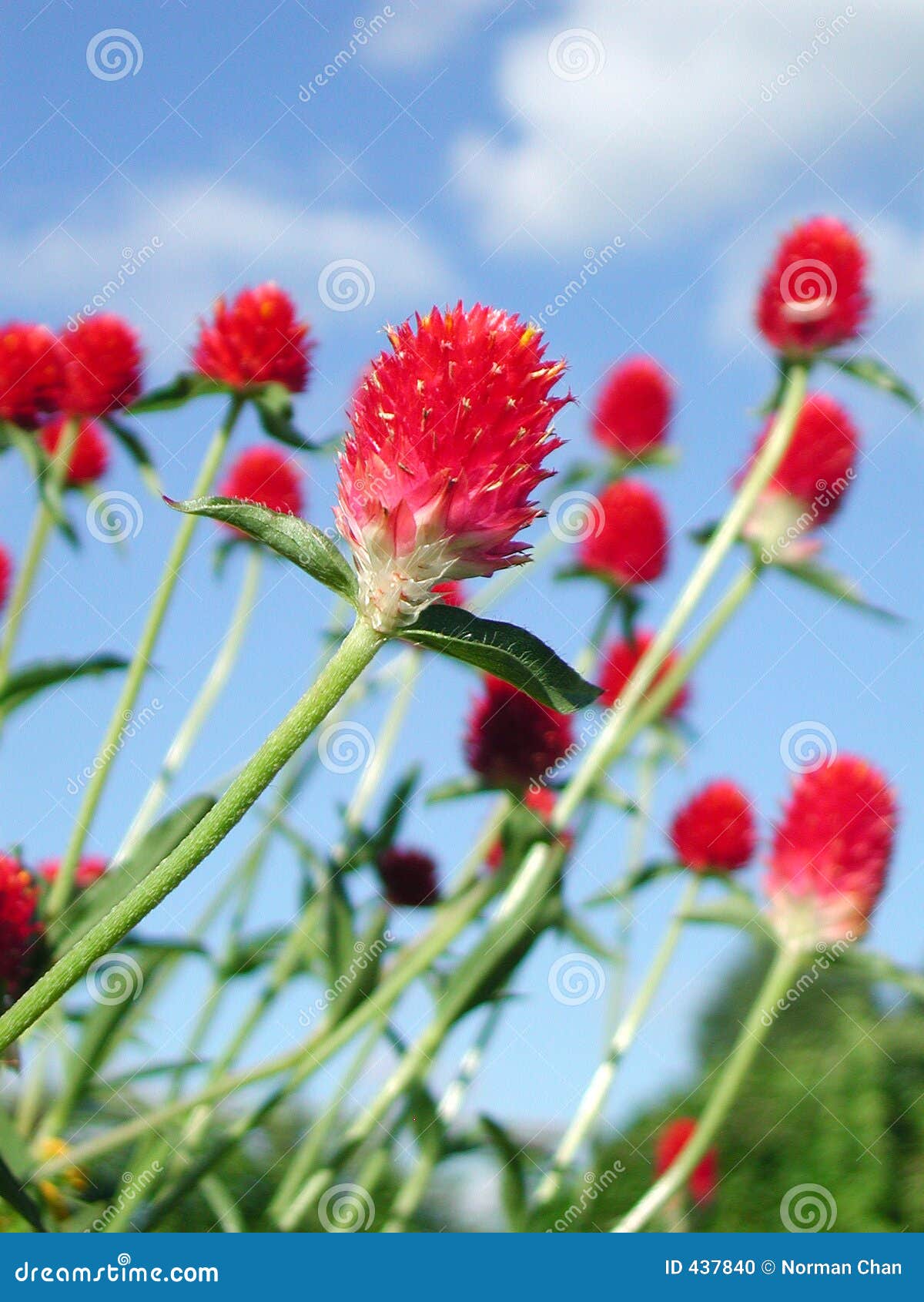 red flower with full of vitality