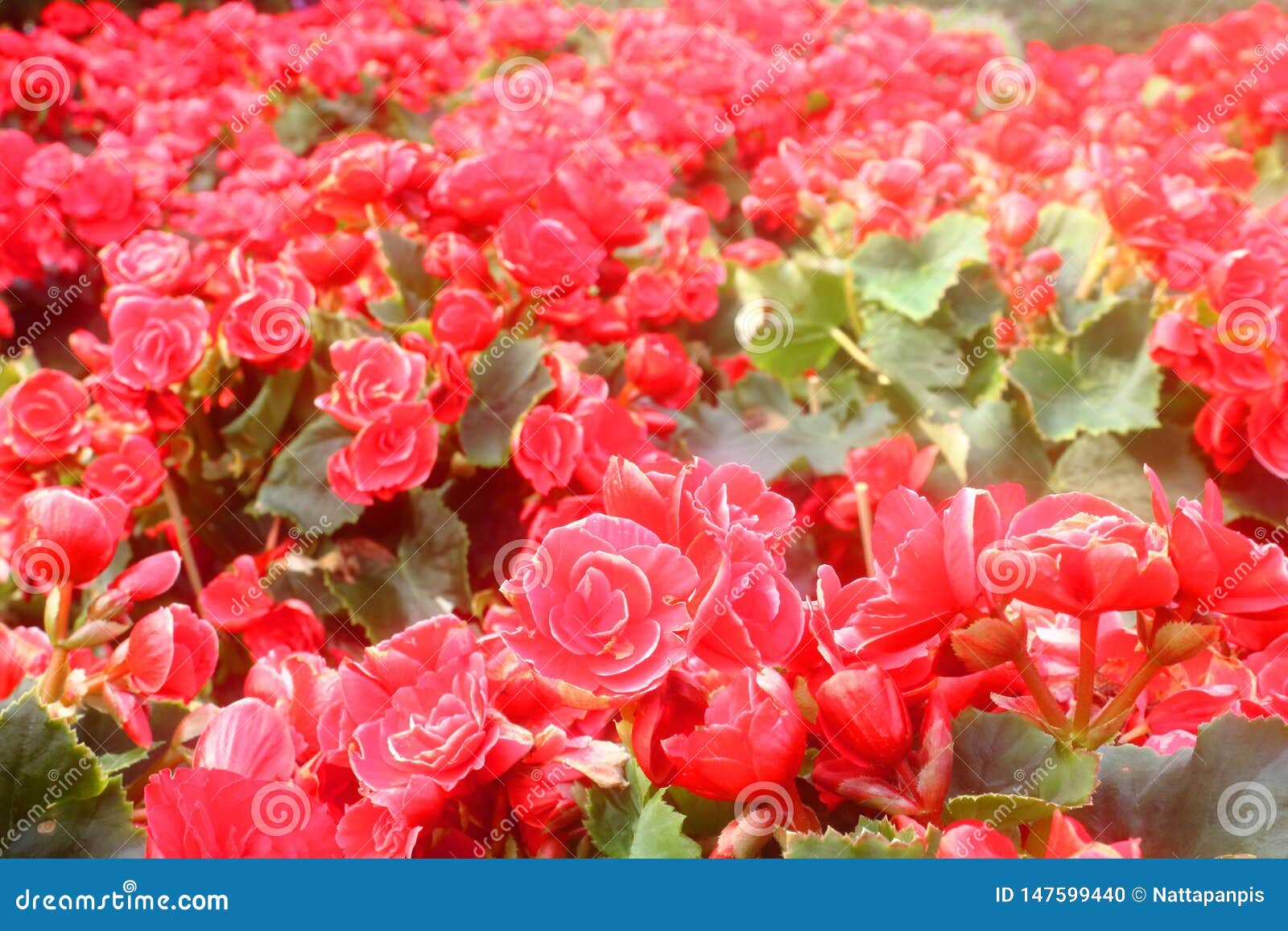 Red flower in the garden stock photo. Image of beautiful 147599440