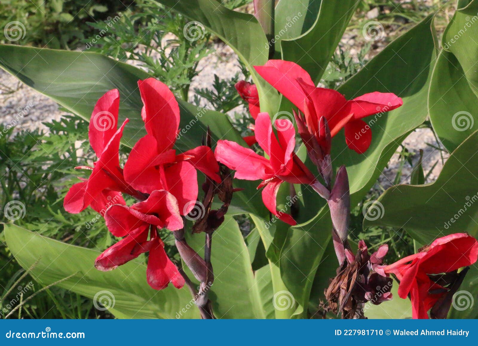 Beautiful Red Flower with Green Background Stock Photo Image of close