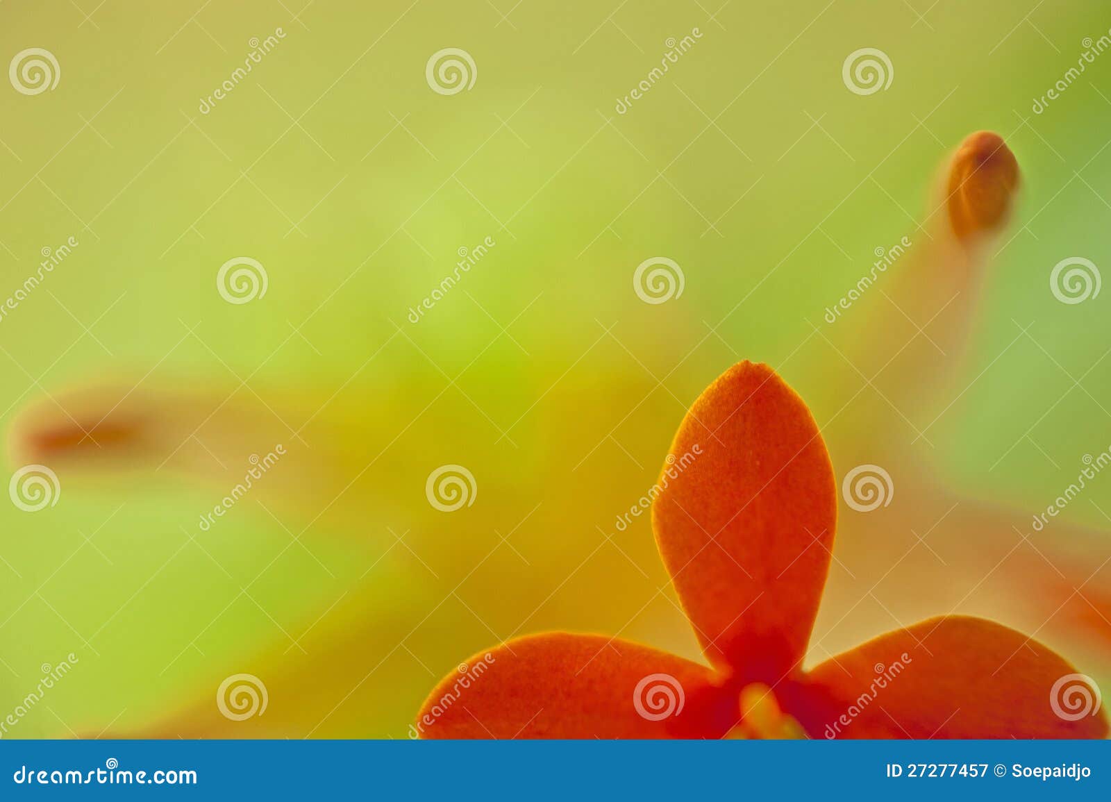 Red Flower with Green Background Stock Image Image of leave, plant