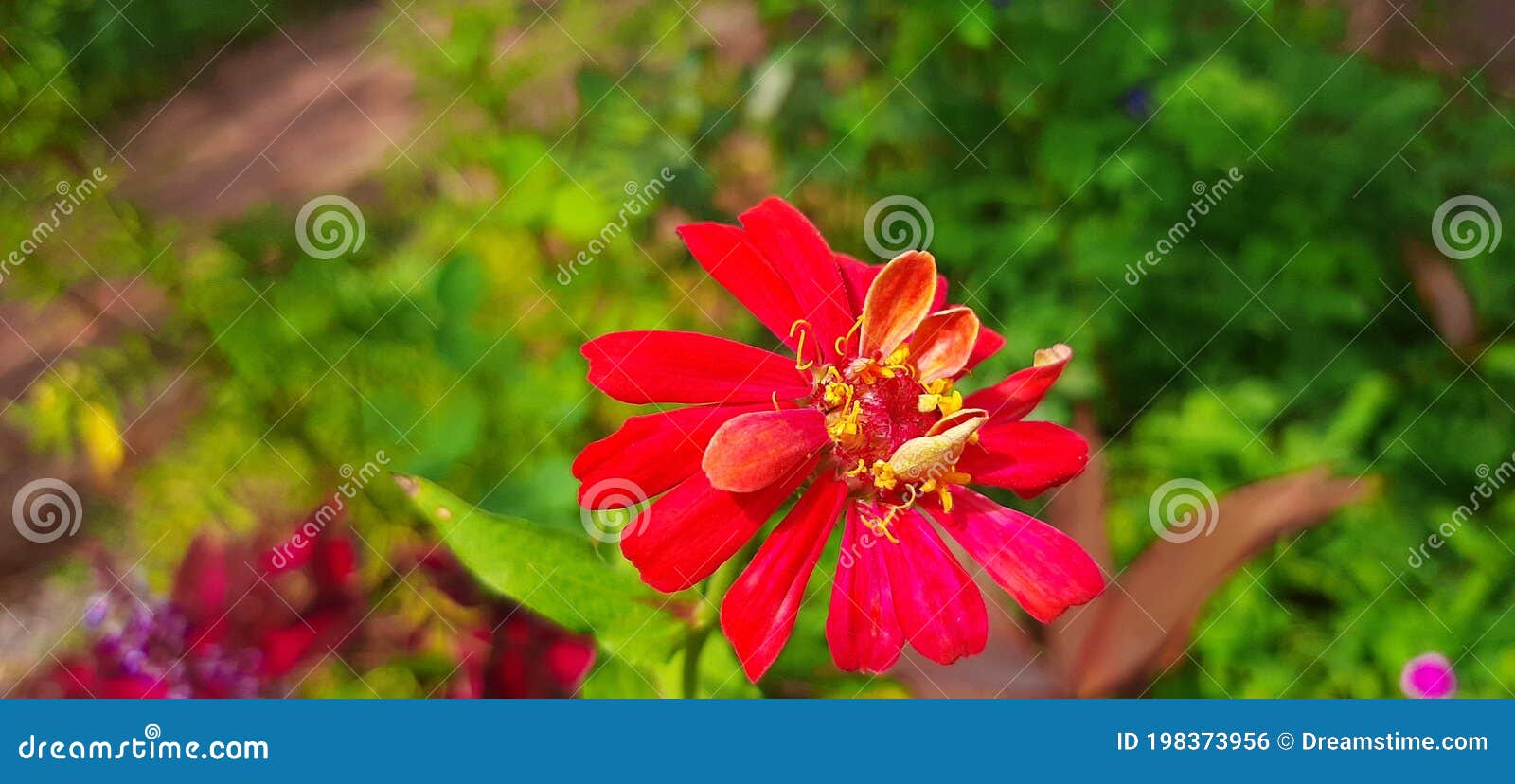 Red Flower Green Background Photo Stock Photo Image of nature, background 198373956