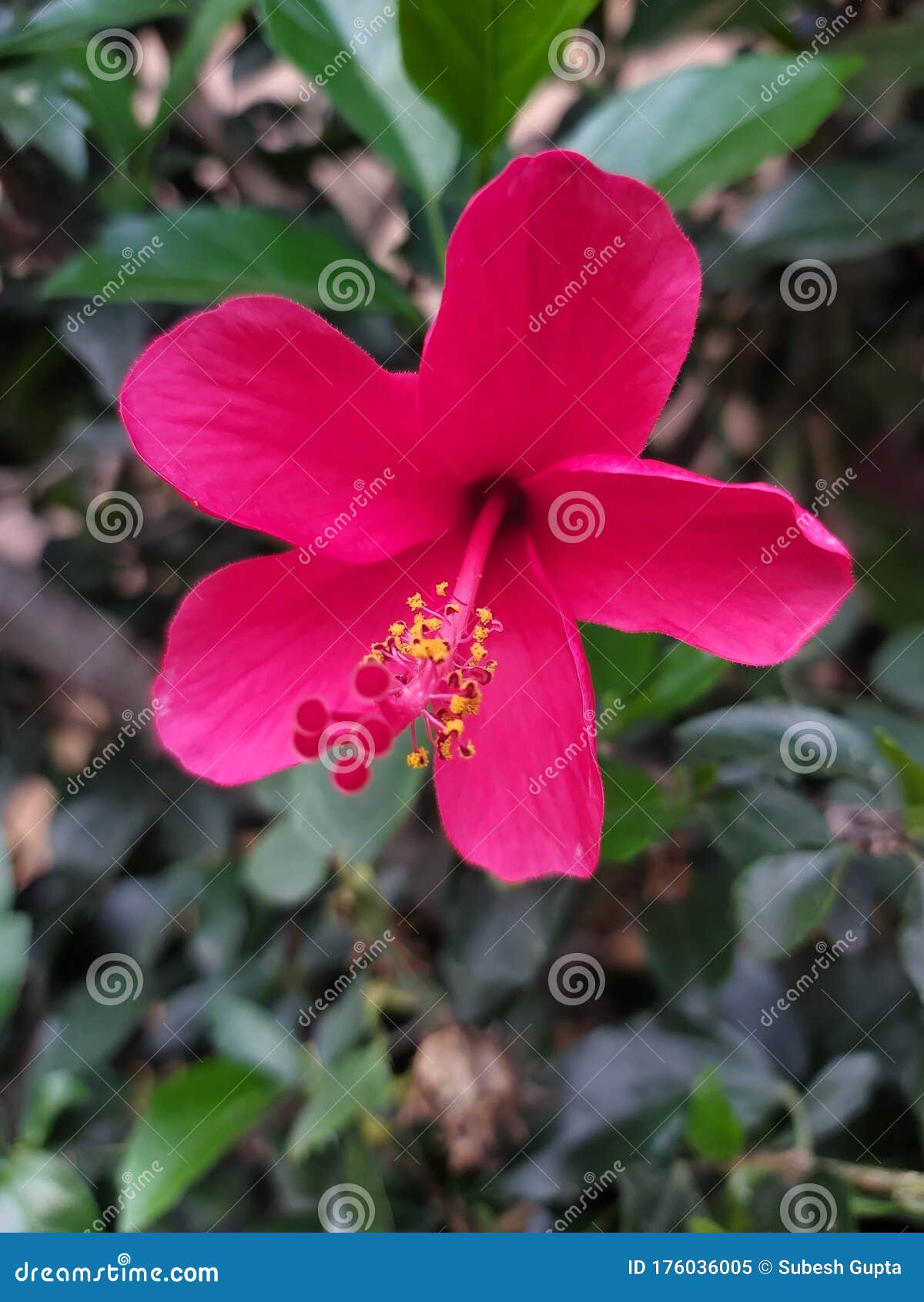 Red Flower with Green Leaves Stock Image Image of jaba, leaves 176036005