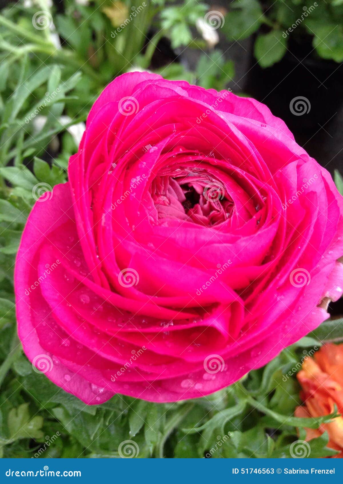 Red flower stock image. Image of plant, blossom, flower 51746563