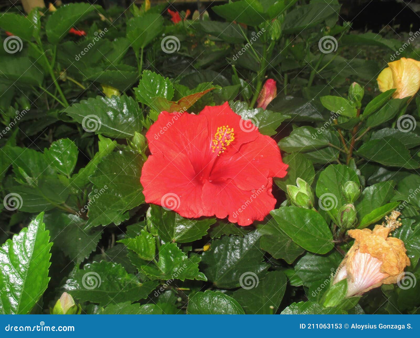 this red or flower hibiscus is called hibiscus rosa-sinesis or also called hibiscus.