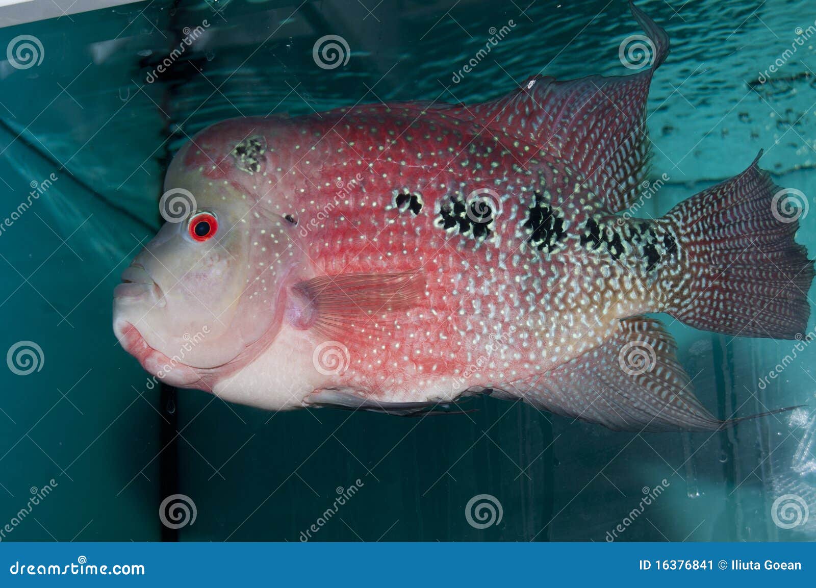 Red Flower Horn Fish stock image. Image of aquarium, freshwater 16376841