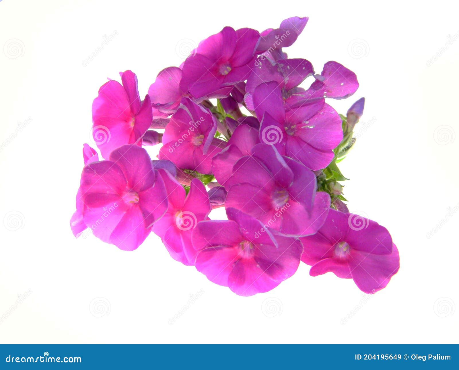 Red Flower Isolated on White Background Stock Image Image of floral