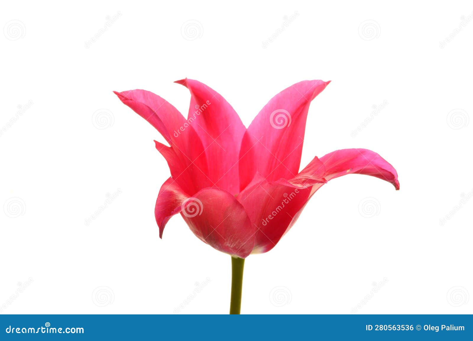 Red Flower Isolated on White Background Stock Photo Image of love