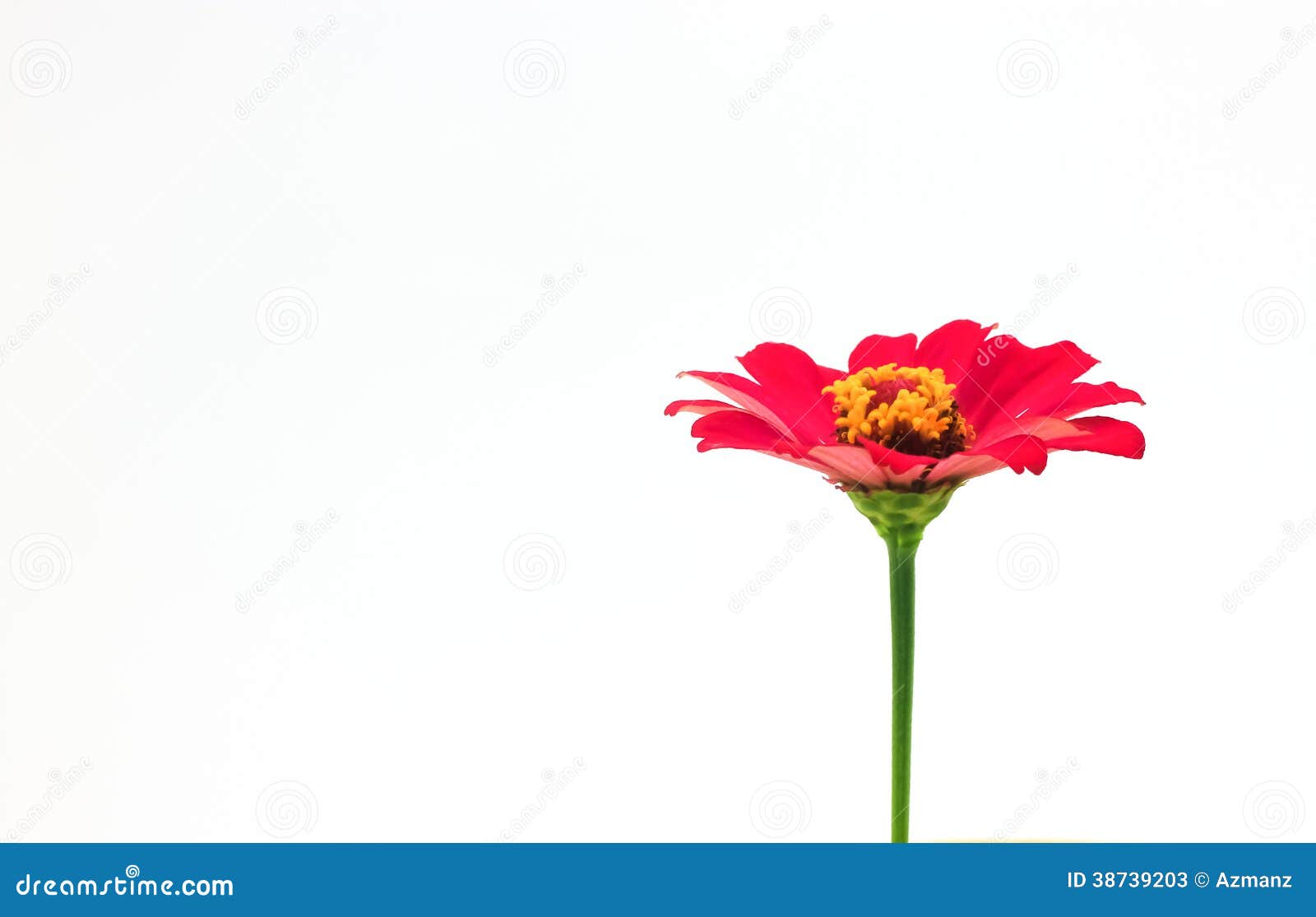 Red Flower Isolated On White Background Stock Image - Image of