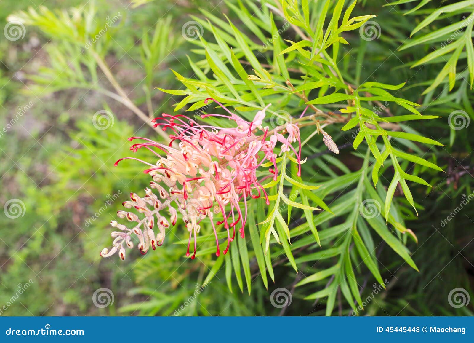 Grevillea banksii red flower. A kind of strange red flower