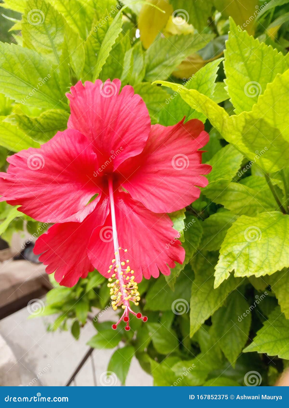 Red Flower with Leaves of Hibiscus Wallpaper Stock Image - Image of  closeup, wallpapern: 167852375