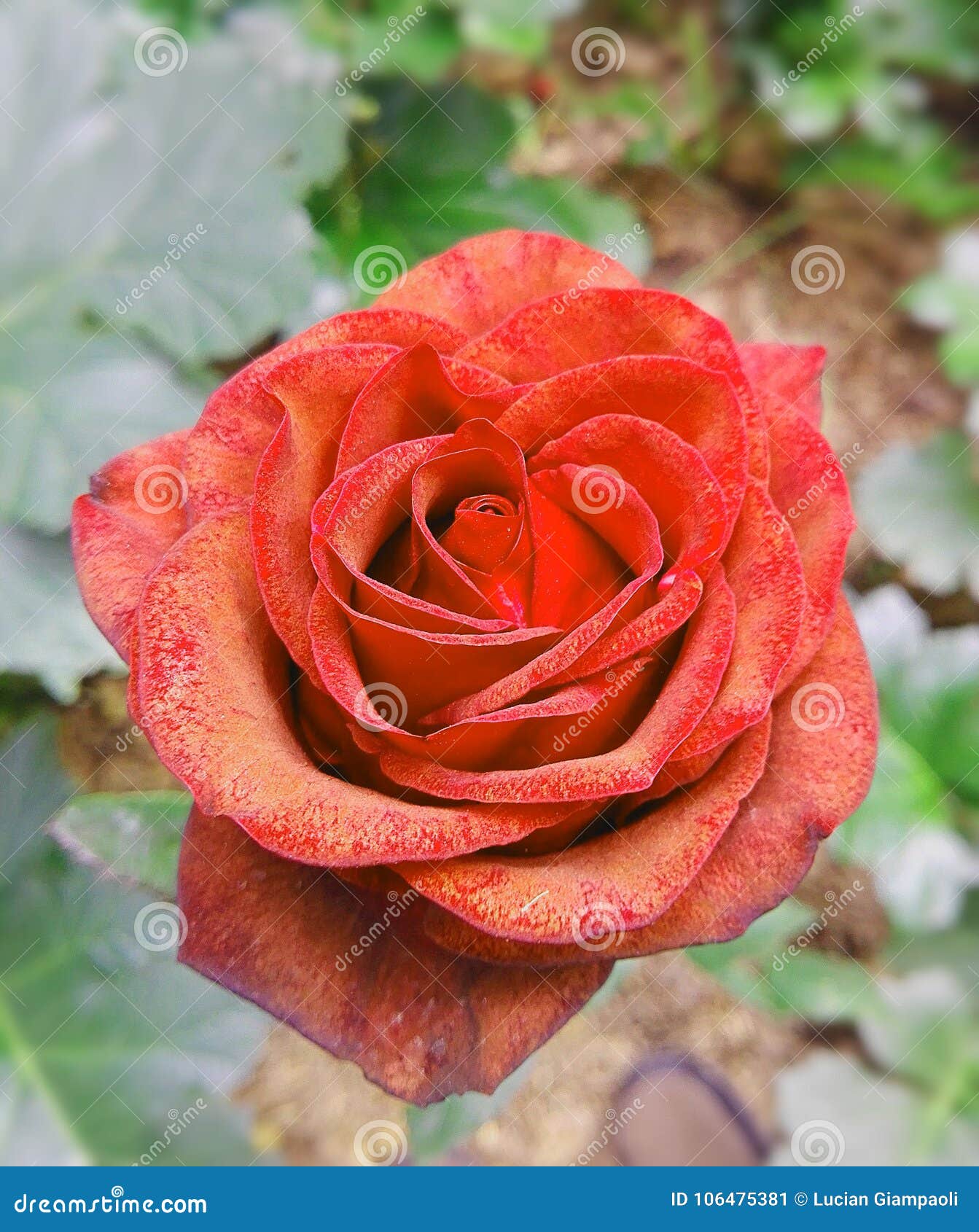 red flower with orange tones