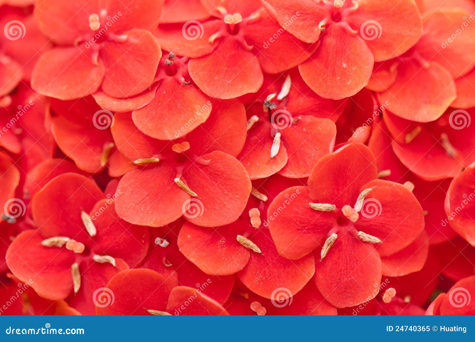 Red flower petal texture stock image. Image of bouquet 24740365