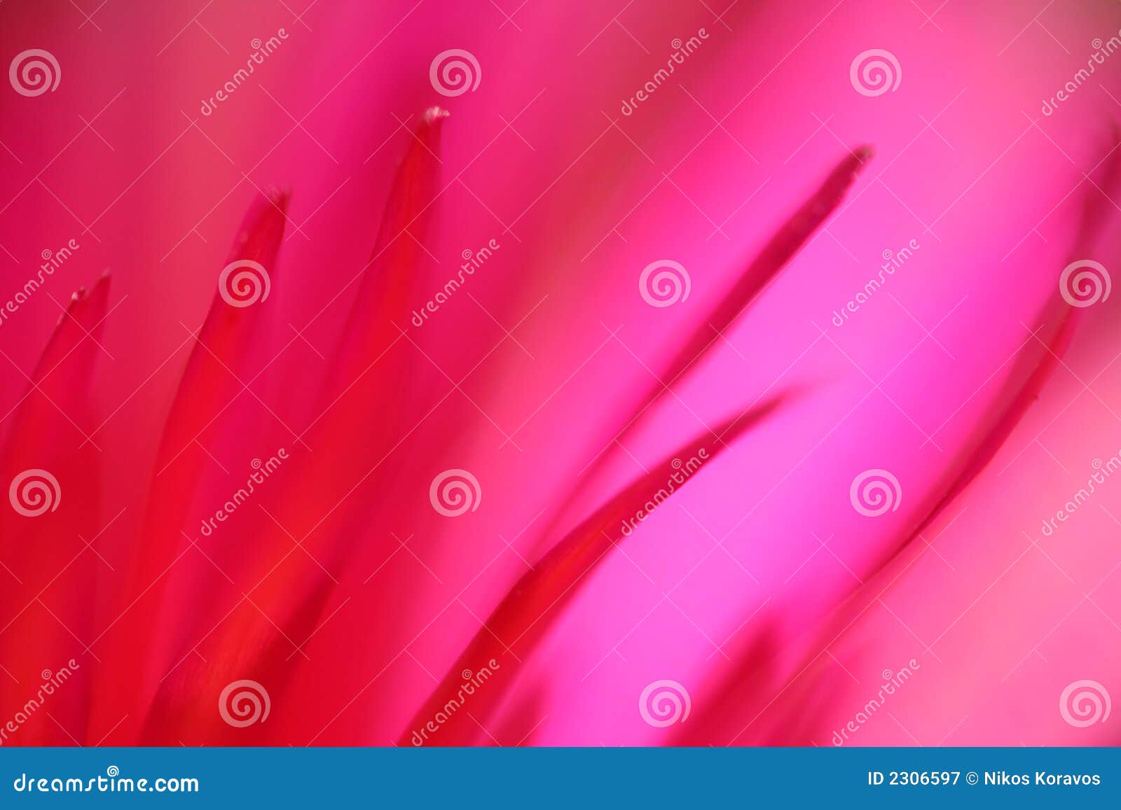 Red Flower on Pink Background Stock Image Image of nature, abstract 2306597