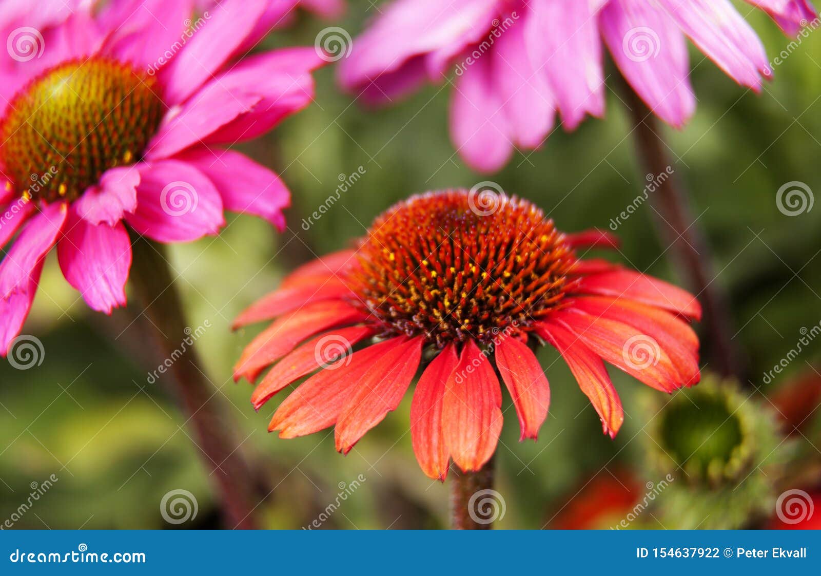 Red Flower with Pink Flowers in the Background Stock Photo Image of