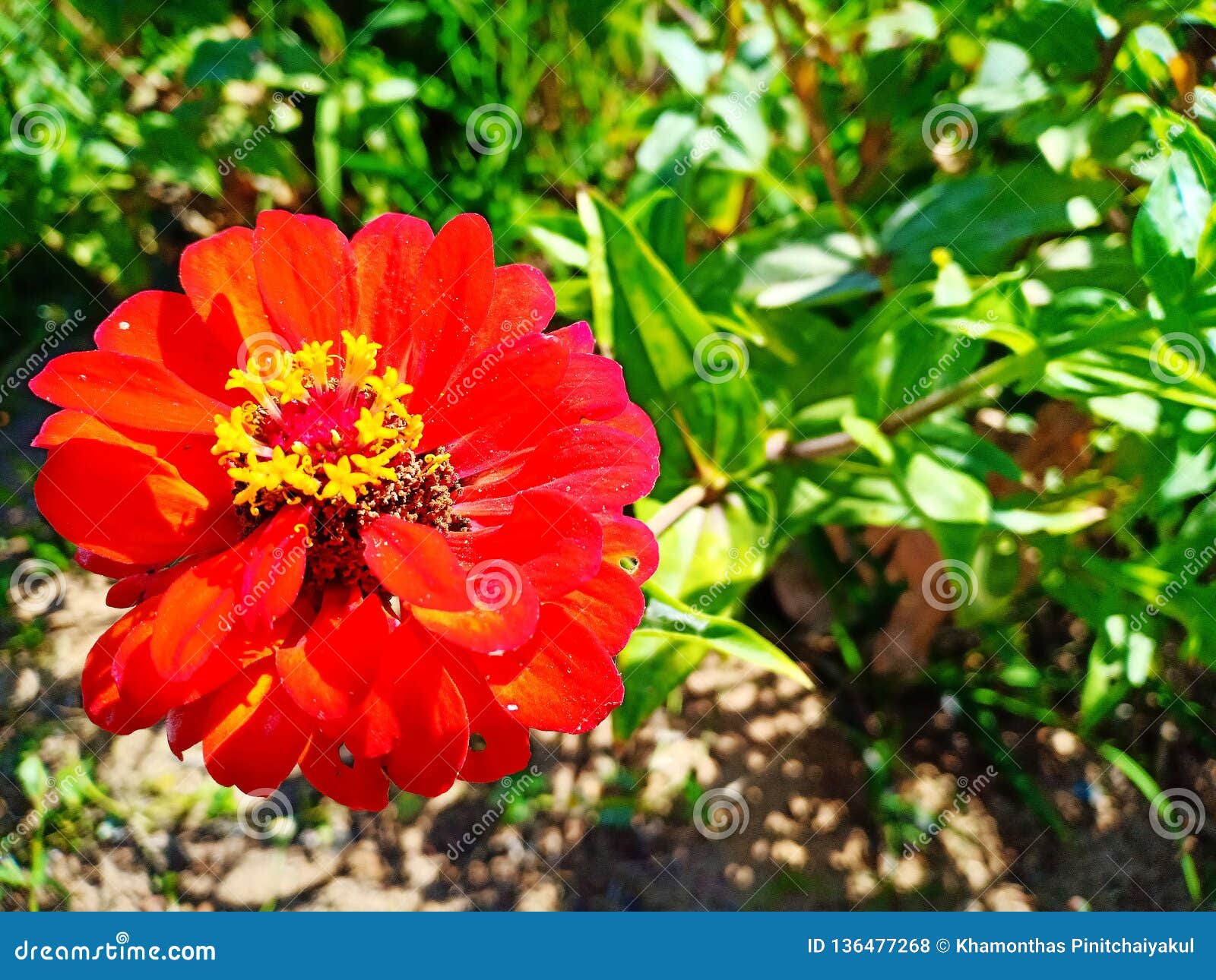 Red flower in plant stock photo. Image of flora, color - 136477268