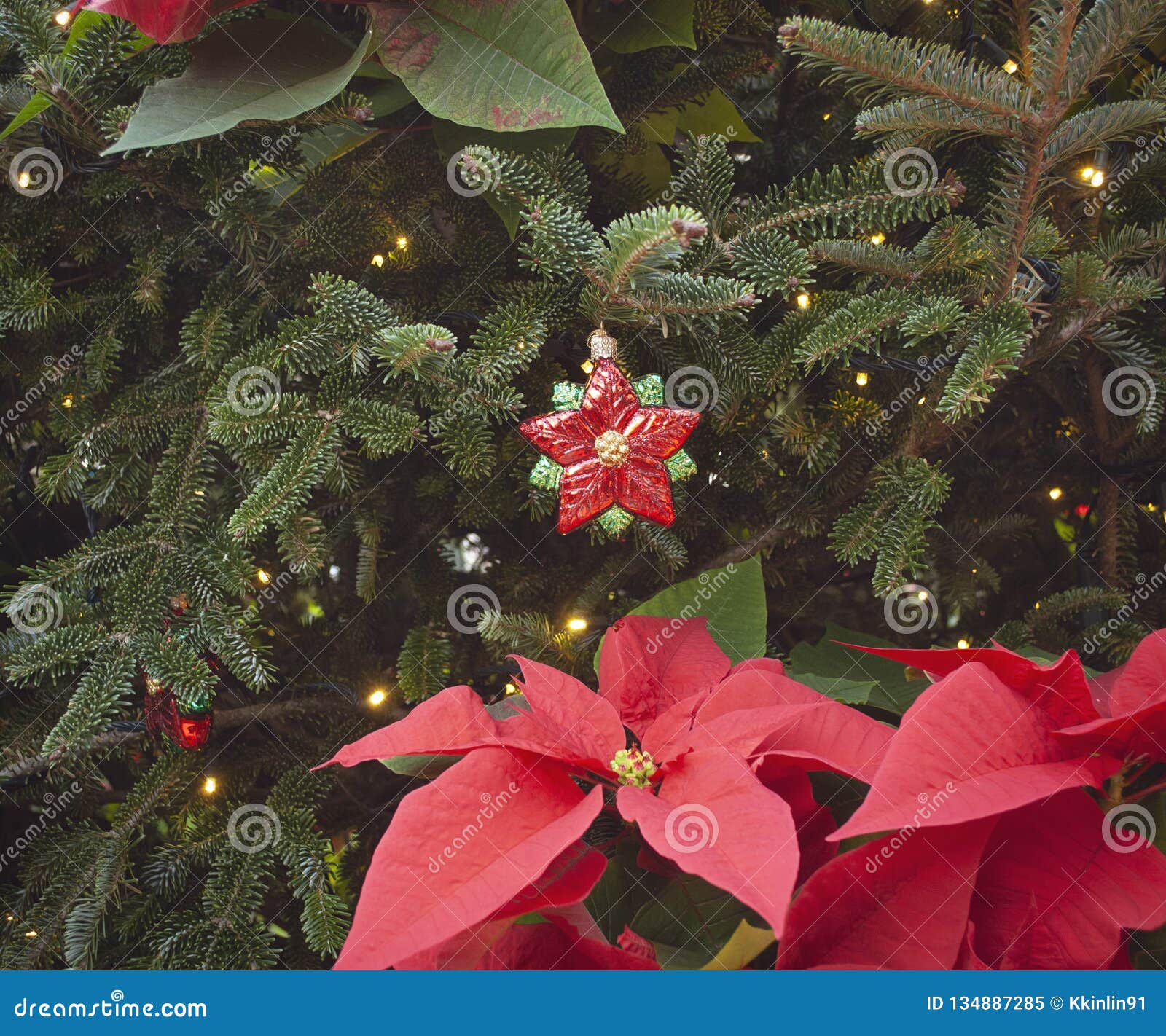 Red Flower Poinsettia Christmas Tree Ornament Stock Image Image