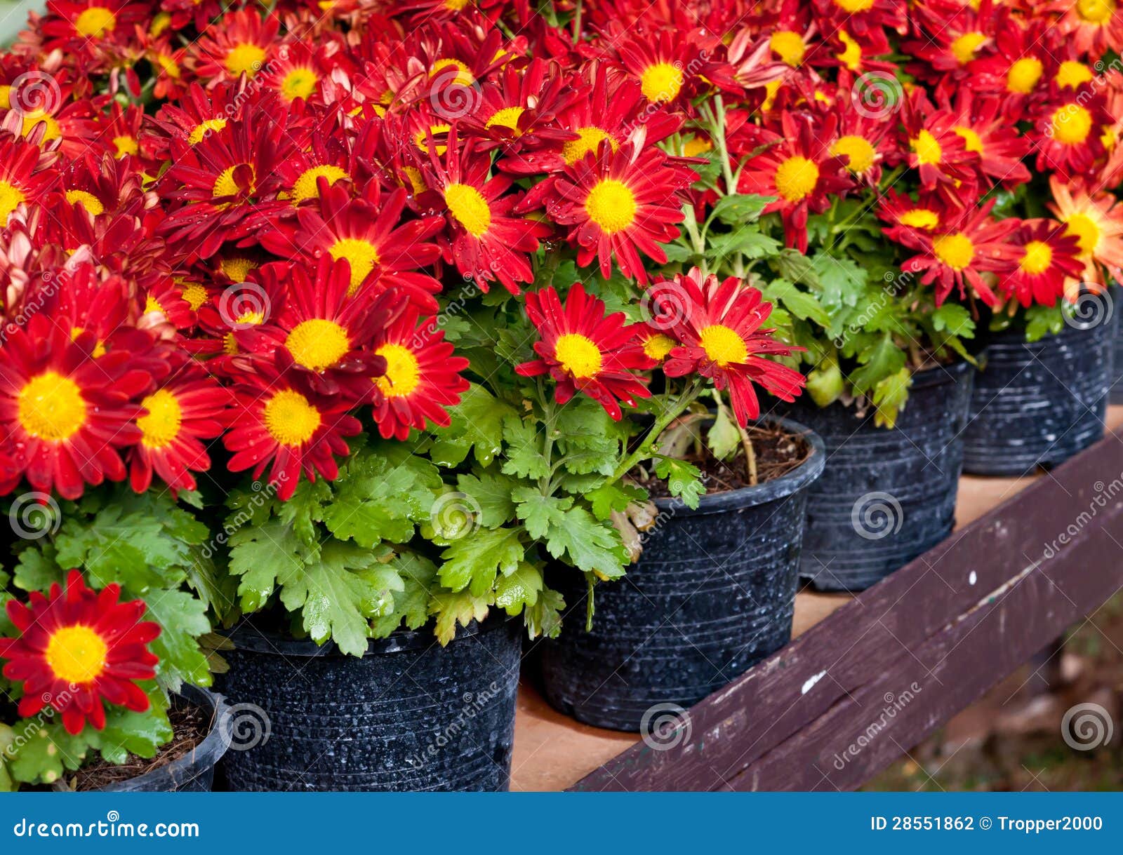 Red flower in pot. stock photo. Image of backyard, close 28551862