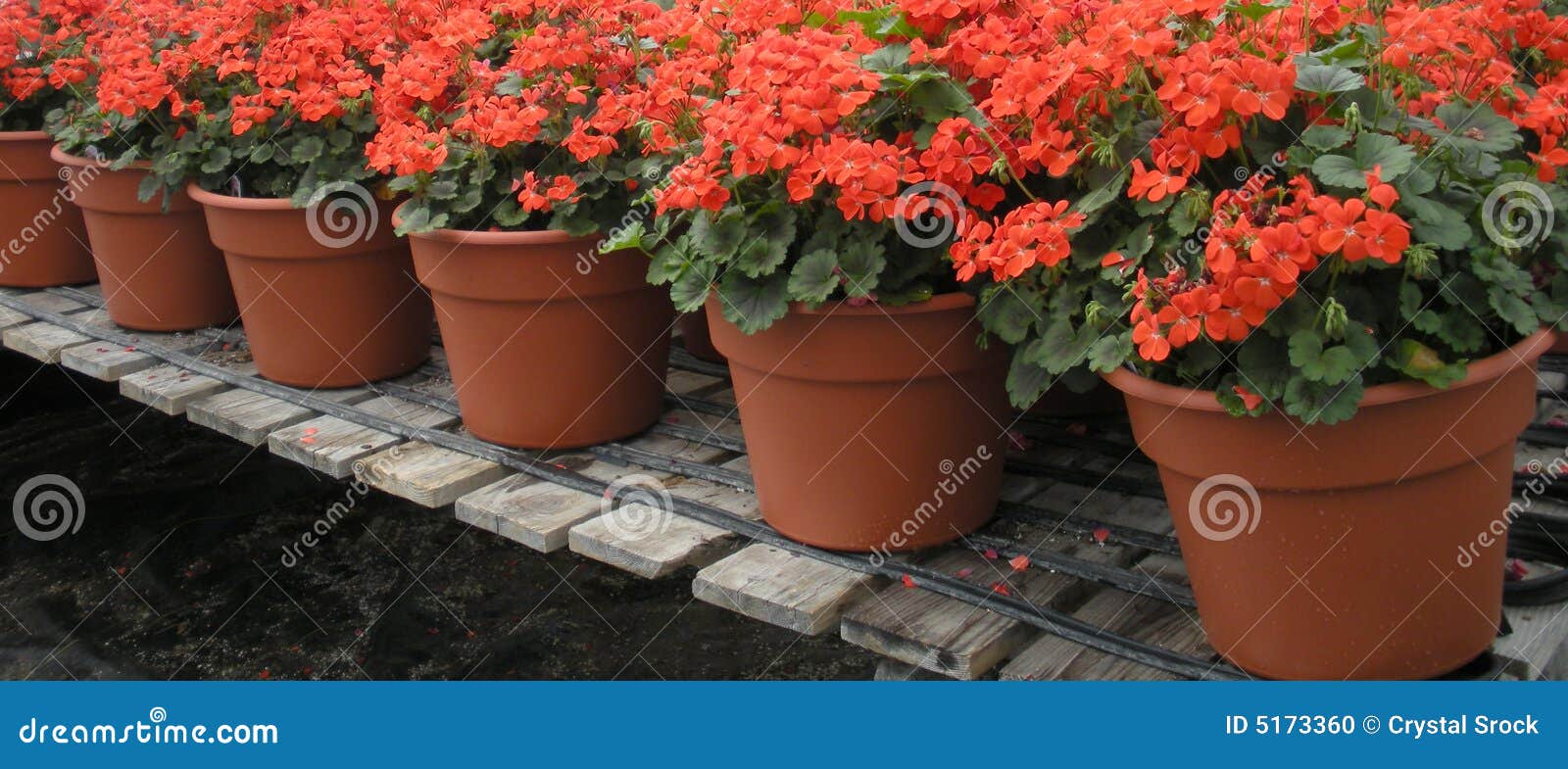 Red Flower Pots stock photo. Image of flower, sugarycandy 5173360