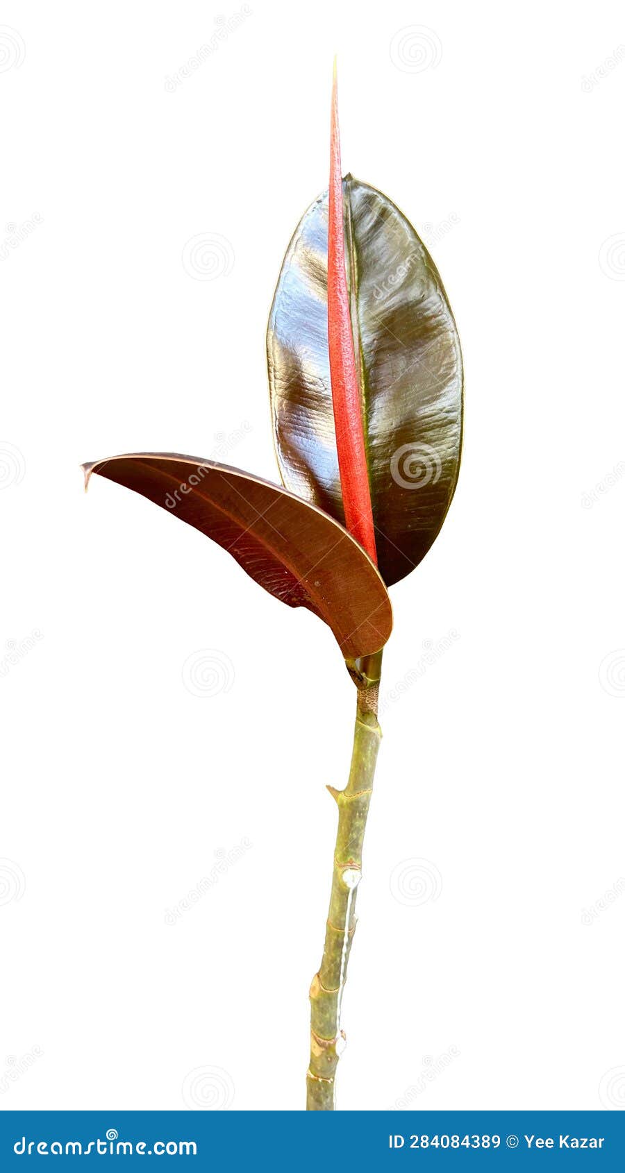 Red Flower of a Rubber Plant, Isolated on a White Background. Stock