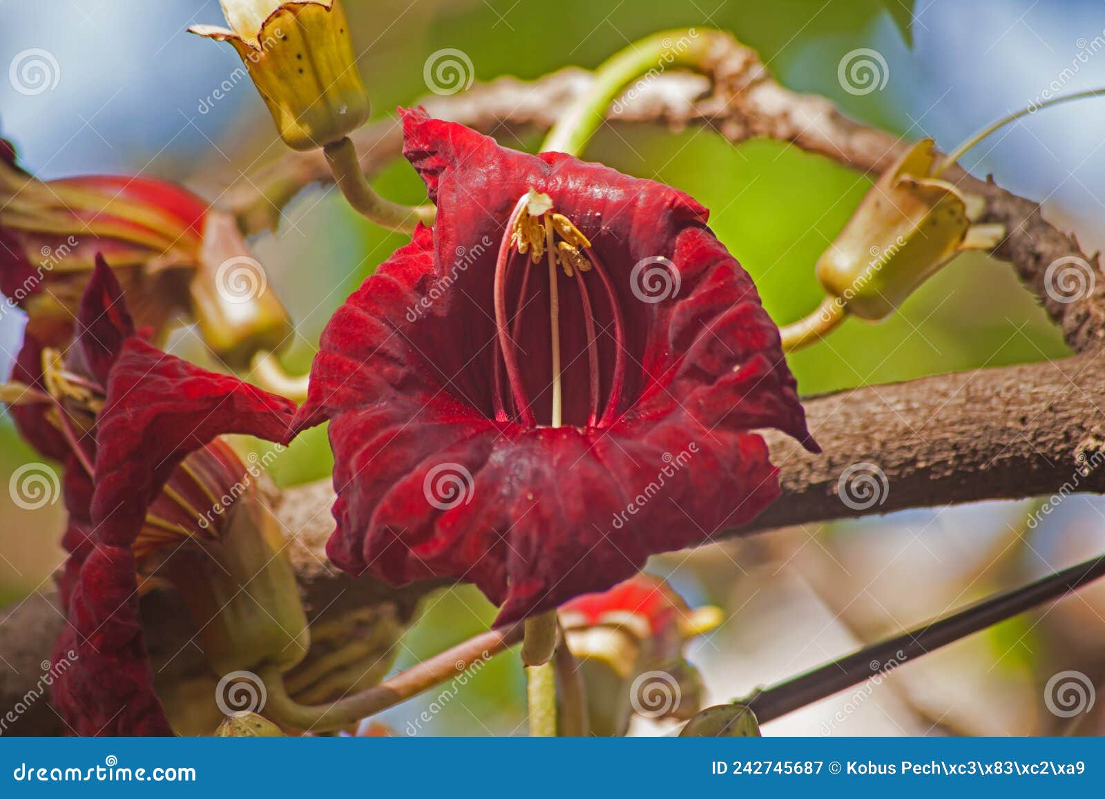 Red Flower of the Sausage Tree.14706 Stock Image Image of kigelia