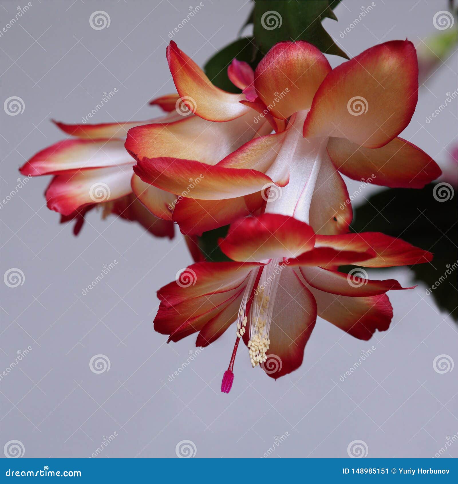 Red Flower Schlumberger Bloomed In May Stock Image Image Of