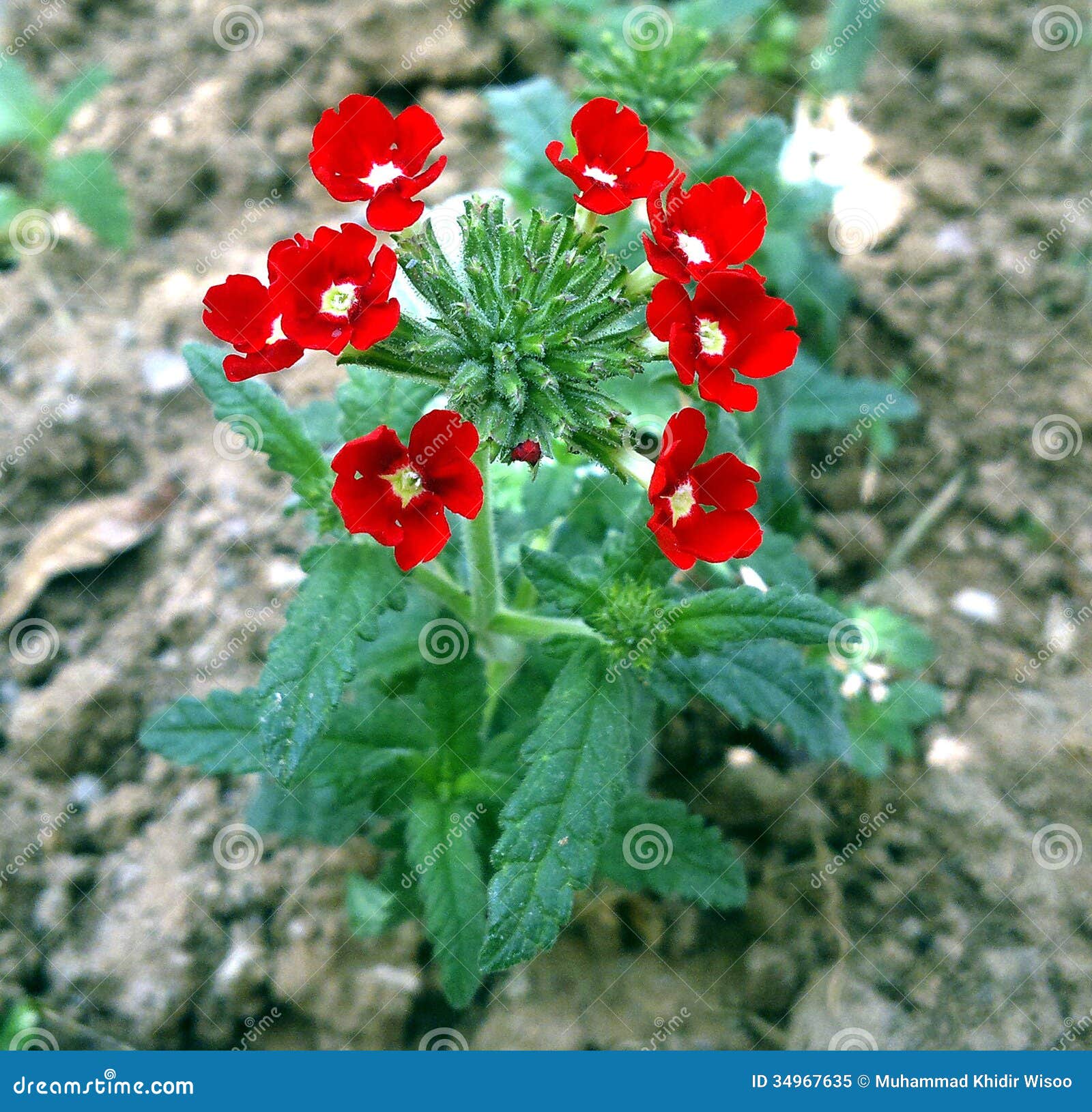 Red flower stock image. Image of rose, beautiful, nature 34967635