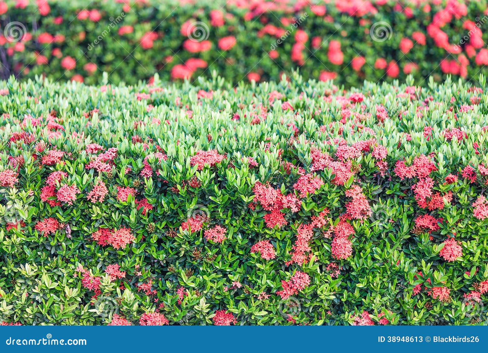 Red flower spike stock image. Image of ixora, close, fresh 38948613